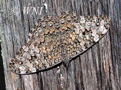Gray Cracker (Hamadryas februa) 